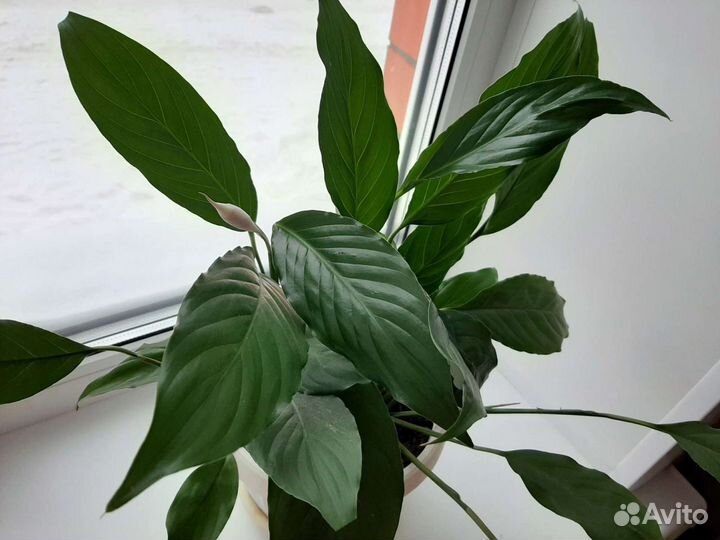 Спатифиллум цветущий, Толстянка, дерево счастья