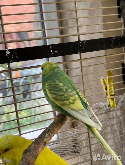 Волнистые попугаи