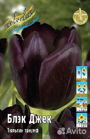 Тюльпаны сортовые классика