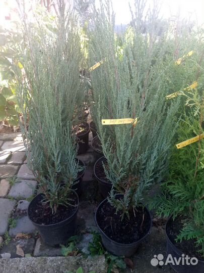 Можжевельник 