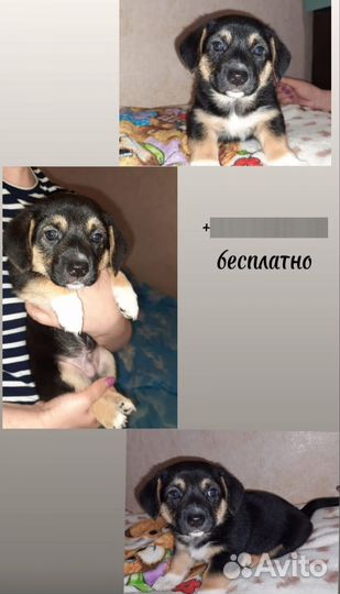 Щенки в добрые руки