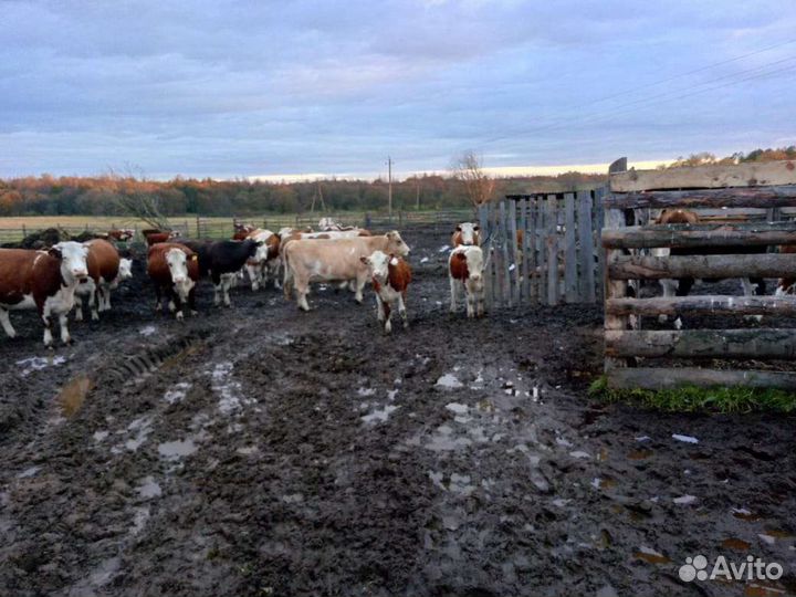 Бычки гелифорды