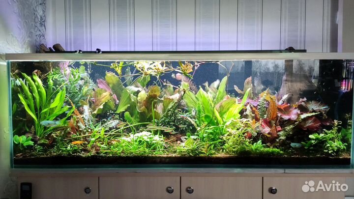 Обслуживание аквариумов