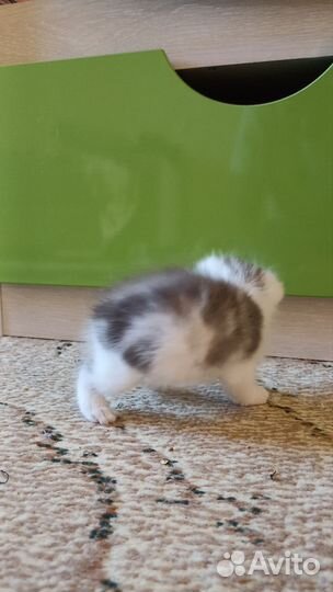 Кошка в дар