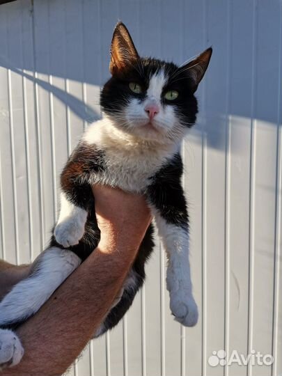 Молодая кошечка в добрые руки