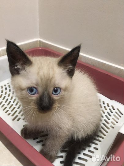 Сиамские котята