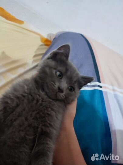 Британский котёнок