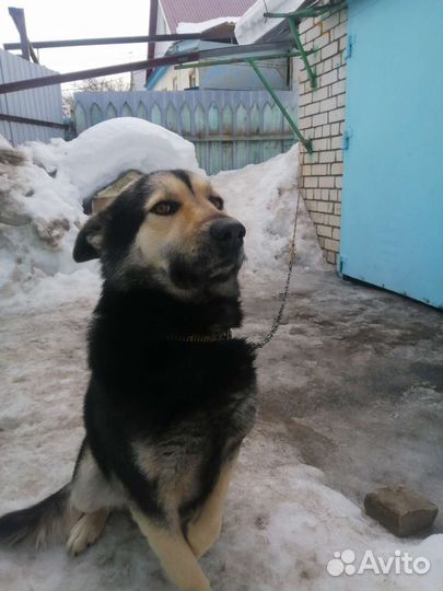 Восточноевропейская овчарка вязка