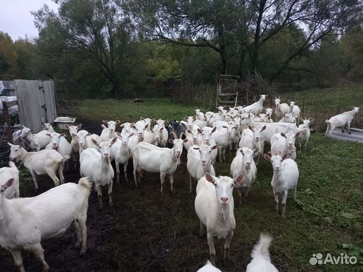 Молоко козье. Доставка бесплатно