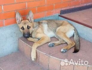 Альма, 6 мес, приют