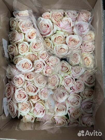 Розы без посредников букеты от 15 - 101 розы