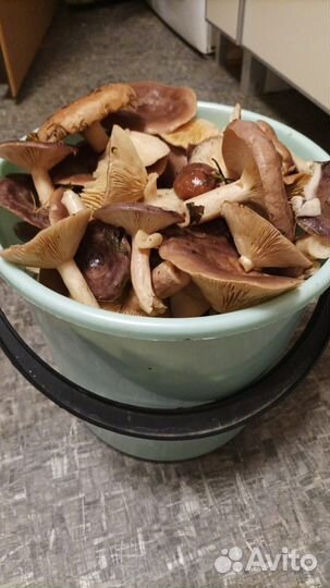 Солонушки, подосиновики