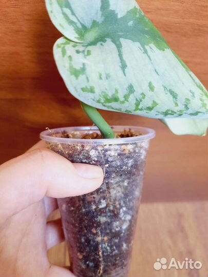 Сциндапсус экзотика