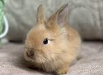 Декоративный кролик карликовый