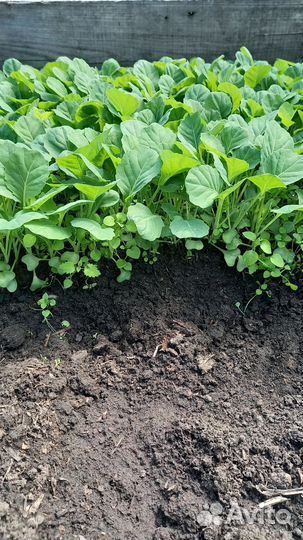 Рассада капусты