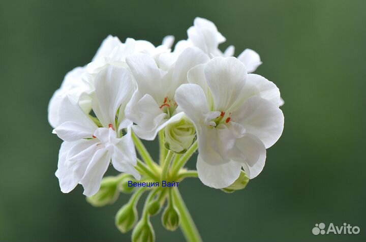 Пеларгония зональная цветущая