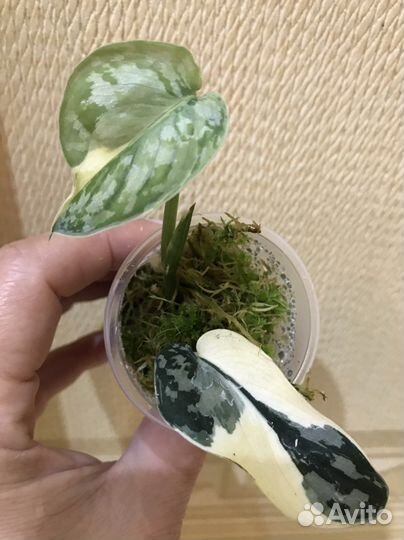 Сциндапсус Mayari