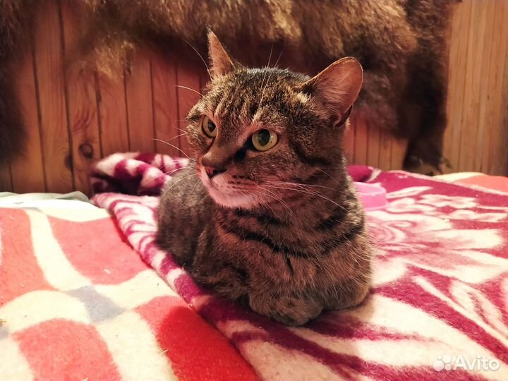 Трехцветная кошечка Люся