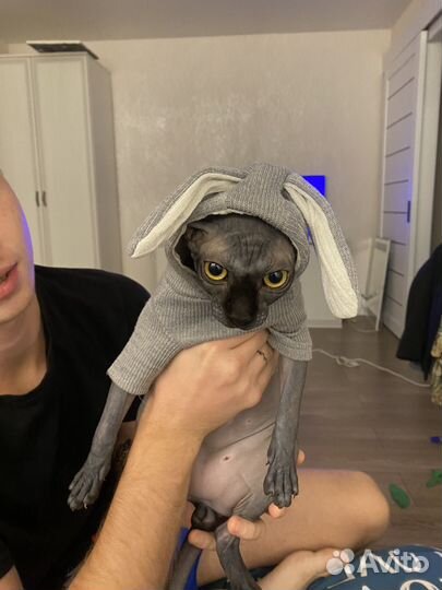 Кофта для кота