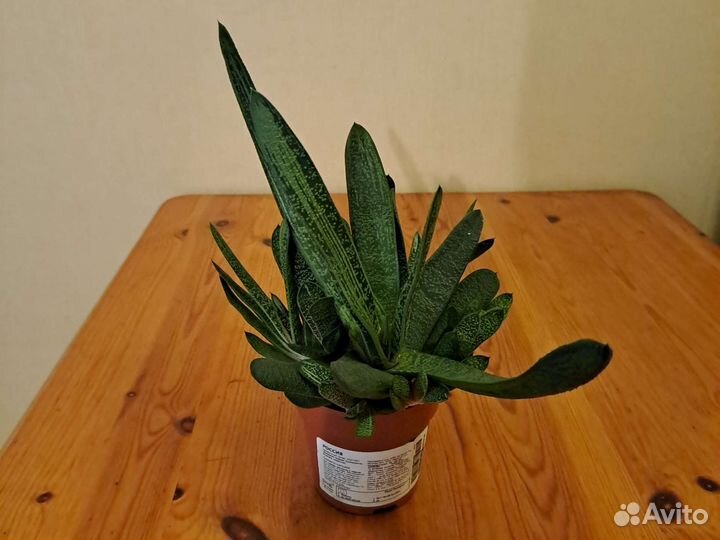 Суккулент гастерия карината Икея