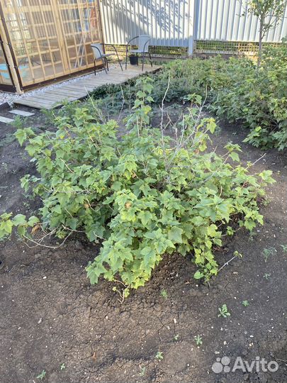 Куст черной смородины