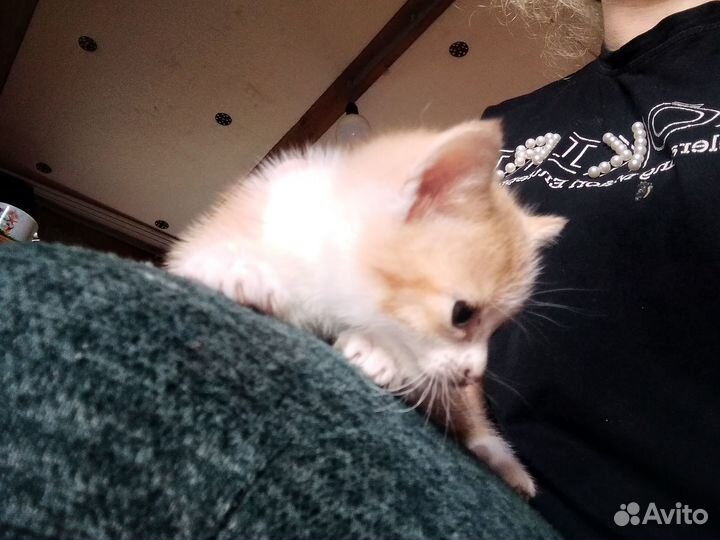 Котята бесплатно