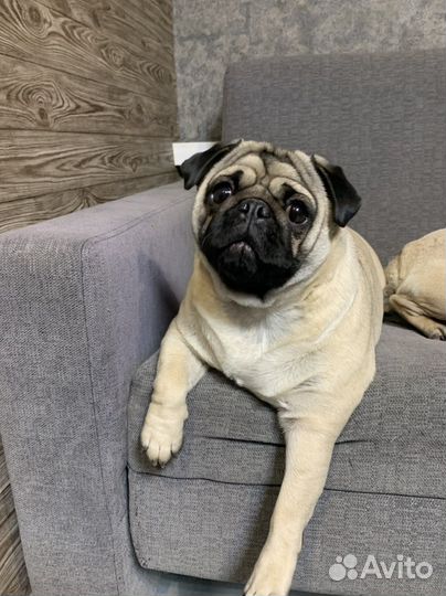 Мопсики щенки