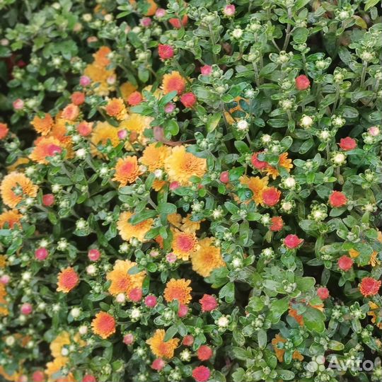 Хризантемы