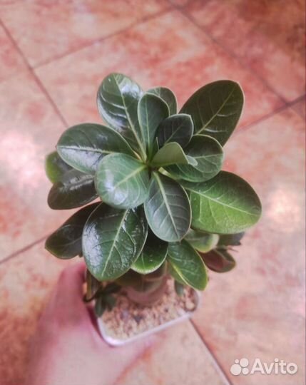 Sarcocaulonvandereziae, adenium PRS