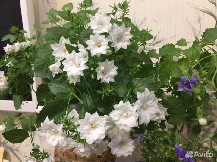 Кампанула махровая