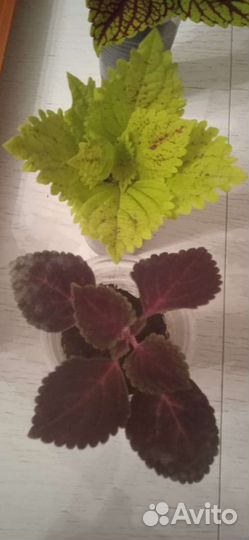 Колеусы черенки