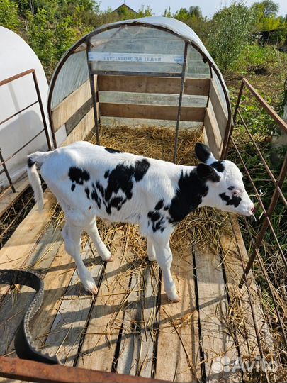 Быки недельные