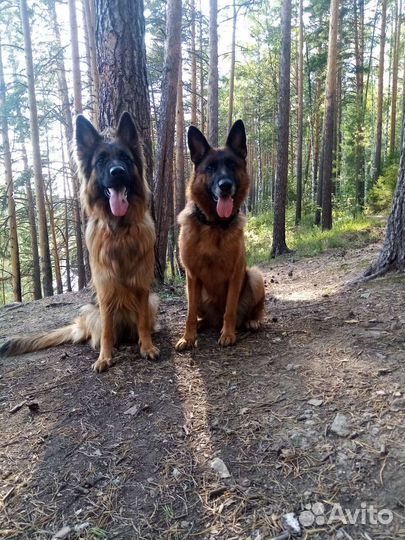 Услуги кинолога