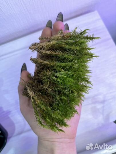 Мох лесной живой