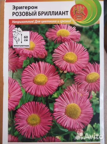 Рассада многолетних цветов Эригерон Розовый купить в Москве | Товары ...