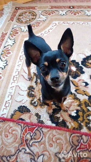 Вязка, той-терьер