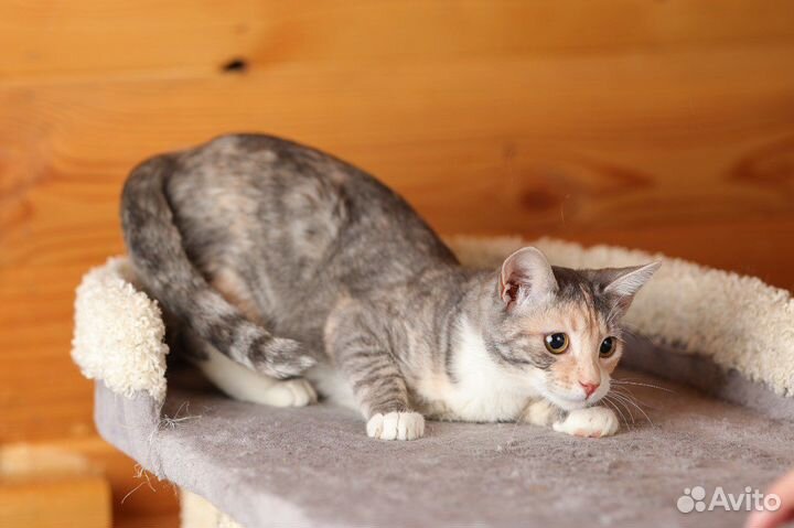 Спасите Соню. Трехцветная кошечка