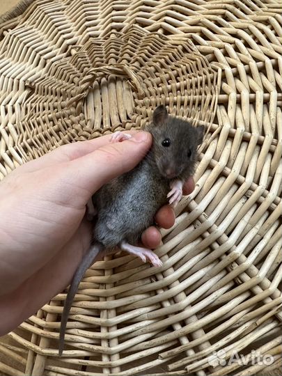 Крыса дамбо