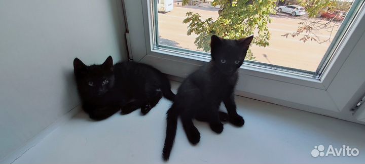 Отдам котят в добрые руки