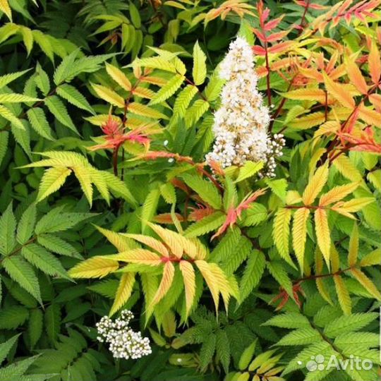 Красавчик рябинник 