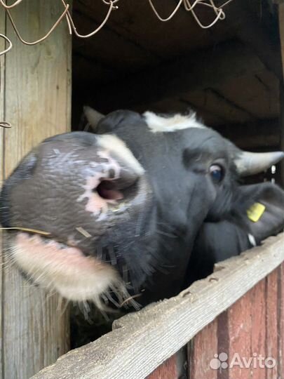 Телки бычки