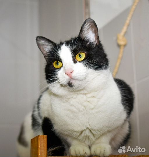 Кошечка Удача в добрые руки