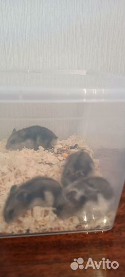 Джунгарский хомяк бесплатно