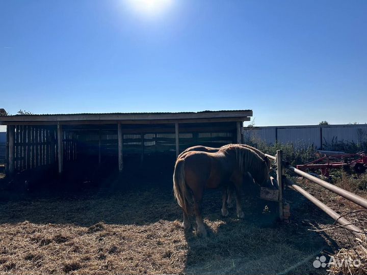 Русский тяжеловоз