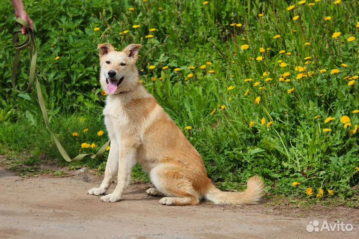 Красотка Синди, стерилизована