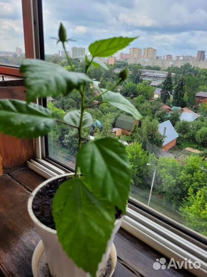 Гибискус,китайская роза