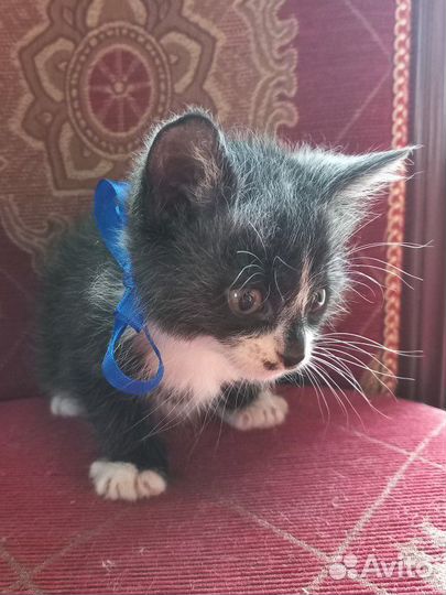 Котёнок черный