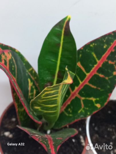 Кодиум кротон петра