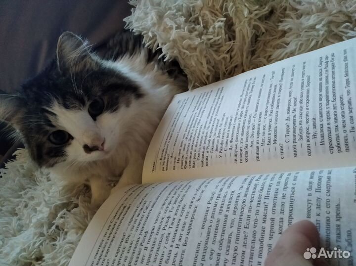 Кот 1 год