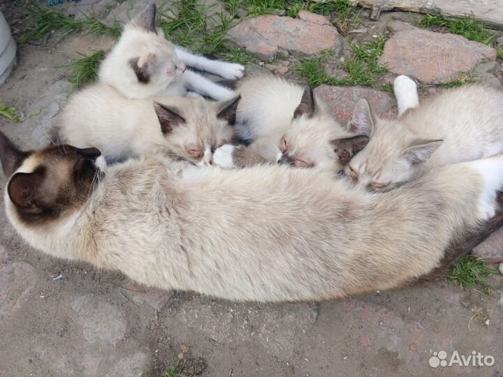 Котята в добрые руки Бесплатно Метисы сиамские